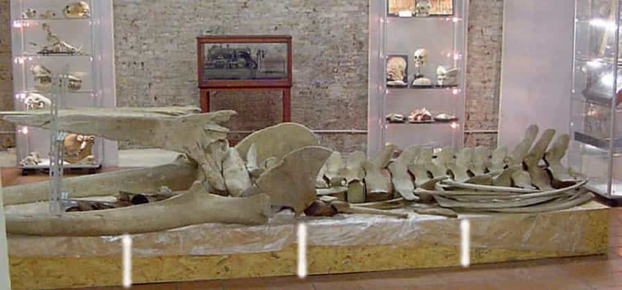 Museo Naturalistico Mineralogico del Collegio Nazareno