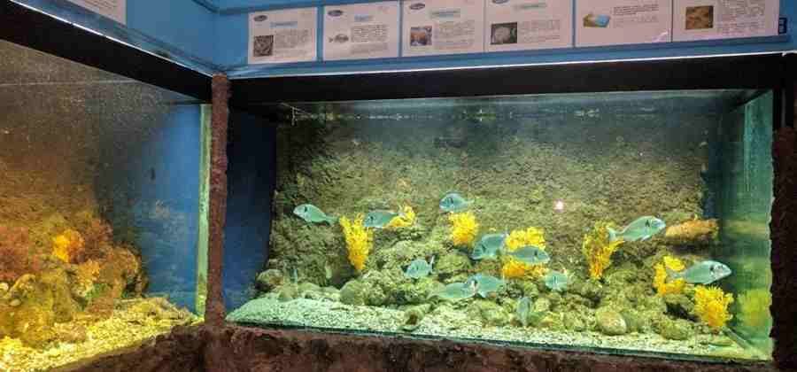 Aquarium Mondo Marino