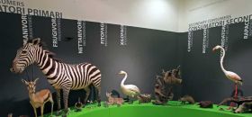 Museo di Storia Naturale di Trieste