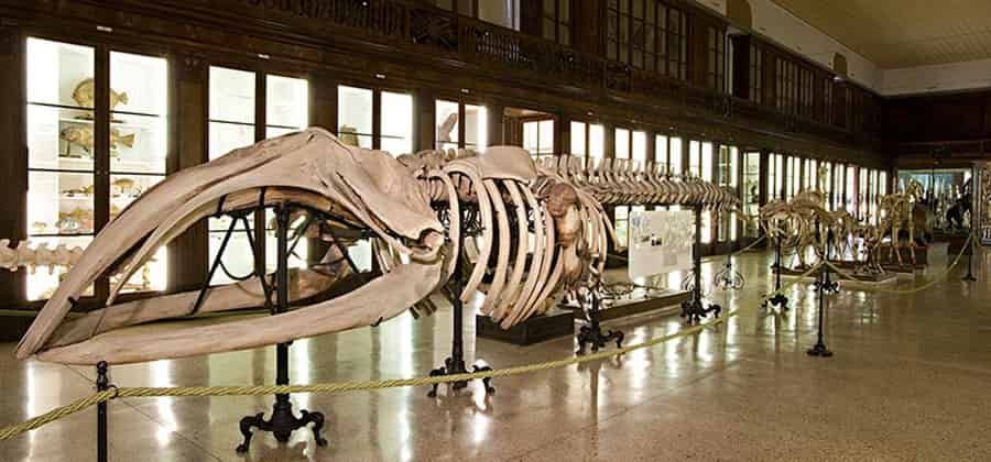 Museo di Zoologia di Napoli