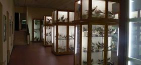 Museo di Storia Naturale Brandolini