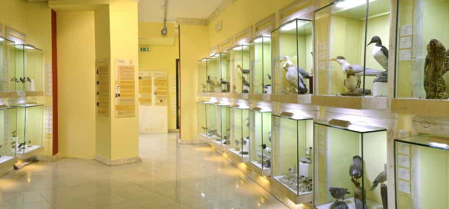 Museo Ornitologico della Sardegna