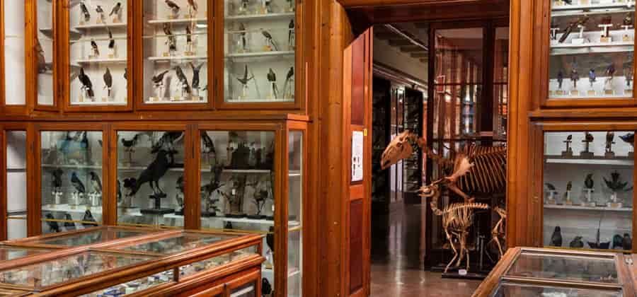 Museo di Zoologia ed Anatomia Comparata