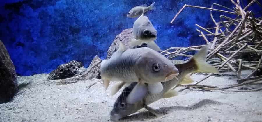 Acquario di Bolsena