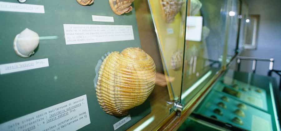 Torre Saracena - Museo delle Conchiglie