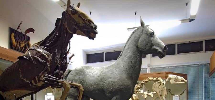 Museo Anatomico Veterinario "Alessio Lemoigne"