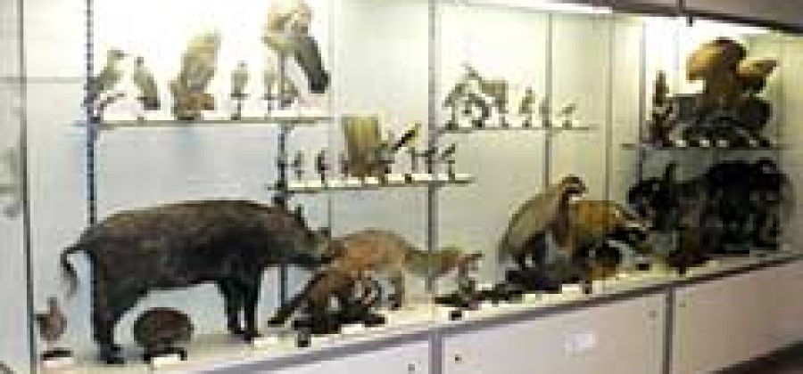 Museo di Storia Naturale "Don M. Ambrosioni"