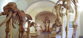 Museo di Storia Naturale di Firenze