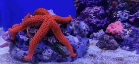 Acquario di Napoli