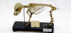 Museo di Anatomia degli Animali Domestici