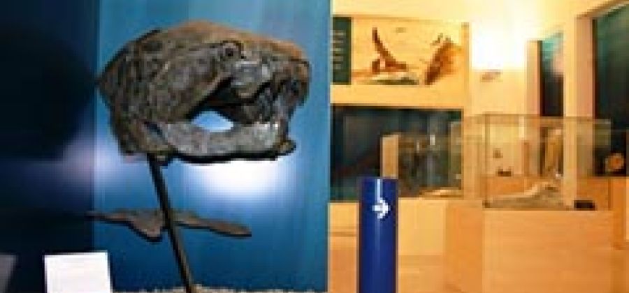 Museo Civico di Storia Naturale di Comiso