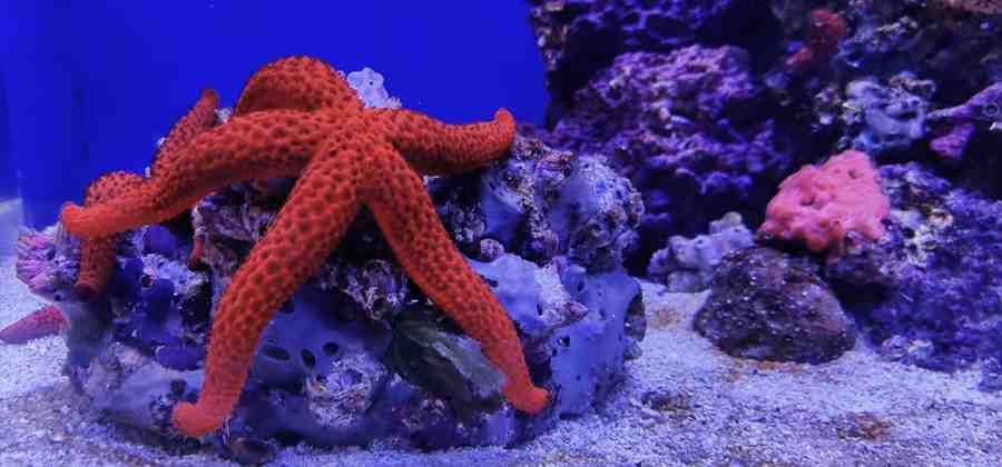 Acquario di Napoli