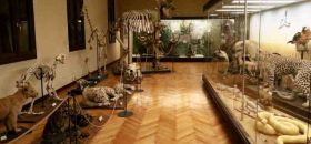 Museo di Zoologia di Padova