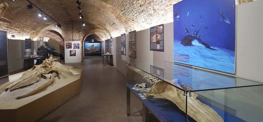 Museo Paleontologico Territoriale dell'Astigiano