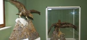 Museo dell’Avifauna dell’Appennino