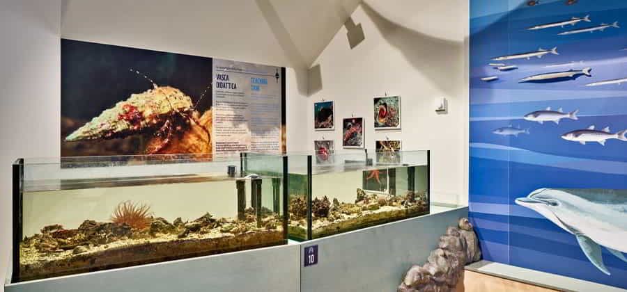 BioMA - Biodiversitario Marino