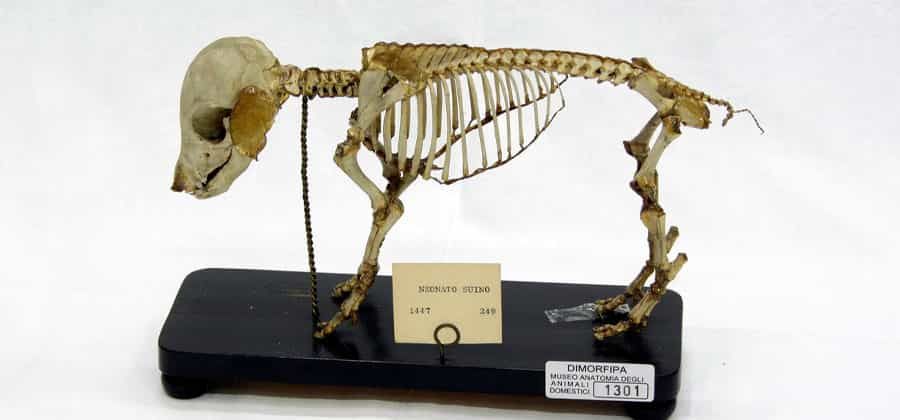 Museo di Anatomia degli Animali Domestici