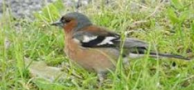 Raccolta dell'Avifauna Lombarda