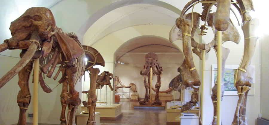 Museo di Storia Naturale di Firenze