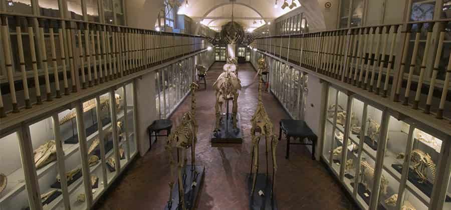 Museo di Zoologia "La Specola"