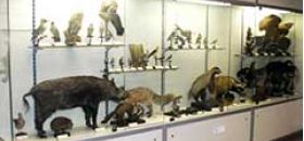 Museo di Storia Naturale "Don M. Ambrosioni"