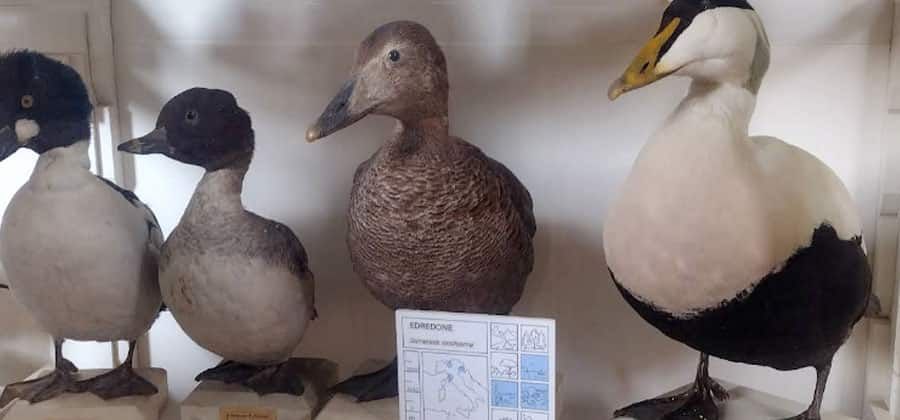 Museo Ornitologico "Ferrante Foschi"