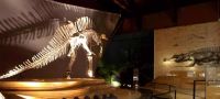 Museo di Storia Naturale di Venezia
