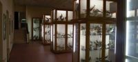 Museo di Storia Naturale Brandolini
