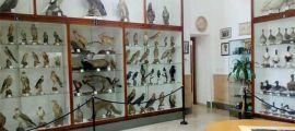 Museo Ornitologico di Mazara