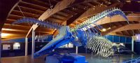 Museo di Storia Naturale del Mediterraneo