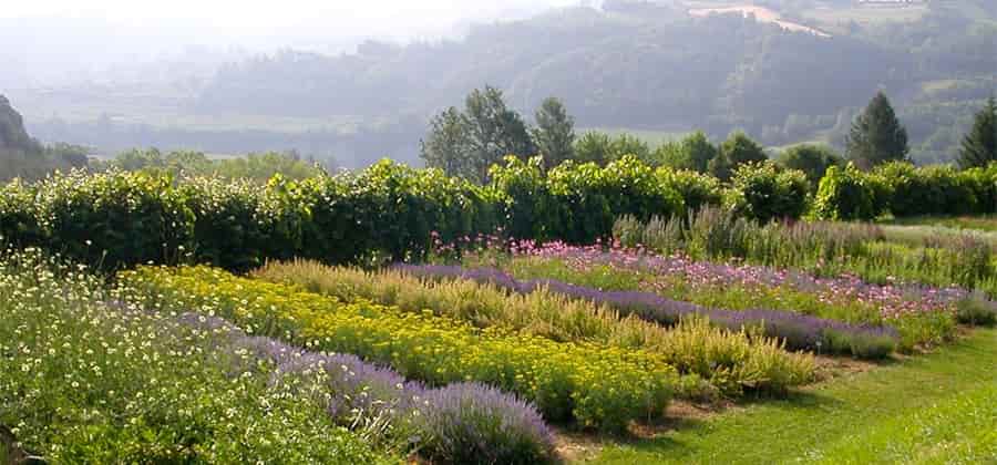 Giardino delle Erbe “Augusto Rinaldi Ceroni”
