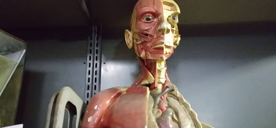 Museo Anatomico "E. Morelli"