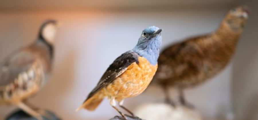Museo Fauna Appenninica "Oscar Caporaso"