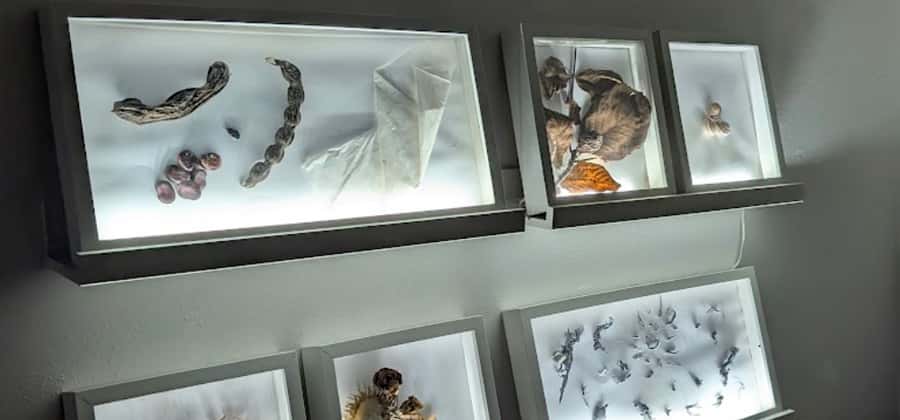 Janua - Museo delle Streghe