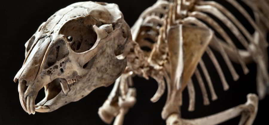 Museo Sardo di Geologia e Paleontologia “D. Lovisato”
