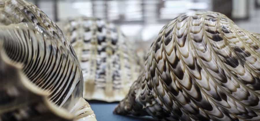 Museo Malacologico Piceno