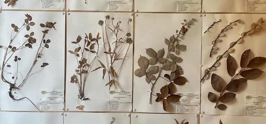 Museo delle Erbe "In Herbis Salus"