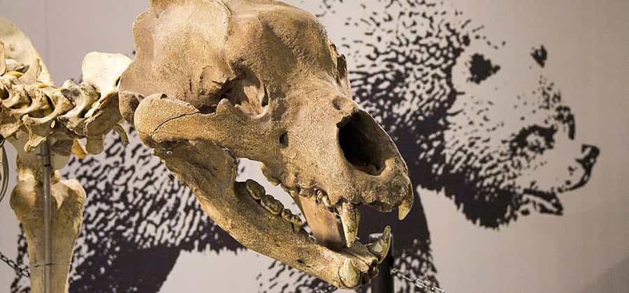 Museo di Archeologia e Paleontologia "Carlo Conti"