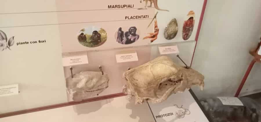 Museo Civico di Vignola “Augusta Roffi”