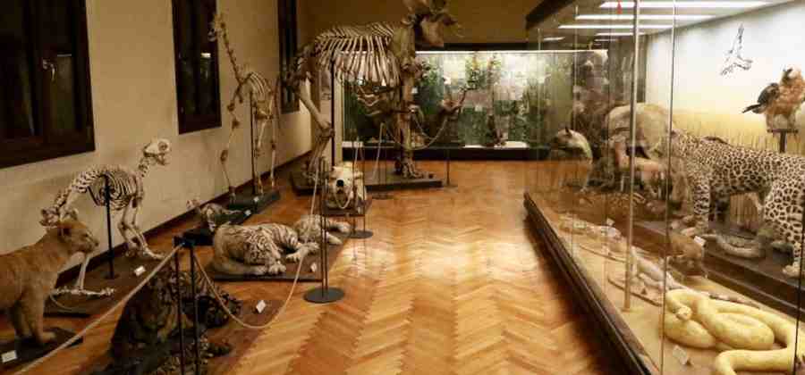 Museo di Zoologia di Padova