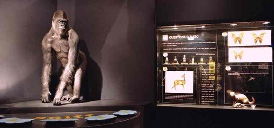 Museo Civico di Zoologia