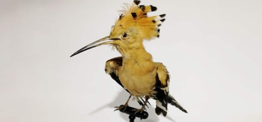 Museo Civico Naturalistico "Severo Sini"