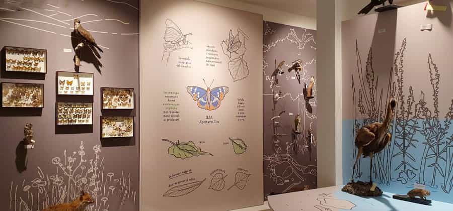 Museo Insubrico di Storia Naturale