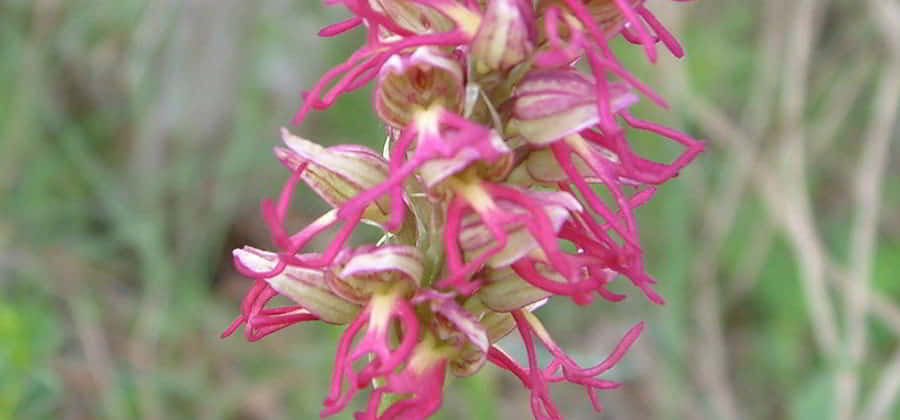 Ecomuseo della Valle delle Orchidee e delle Antiche Coltivazioni