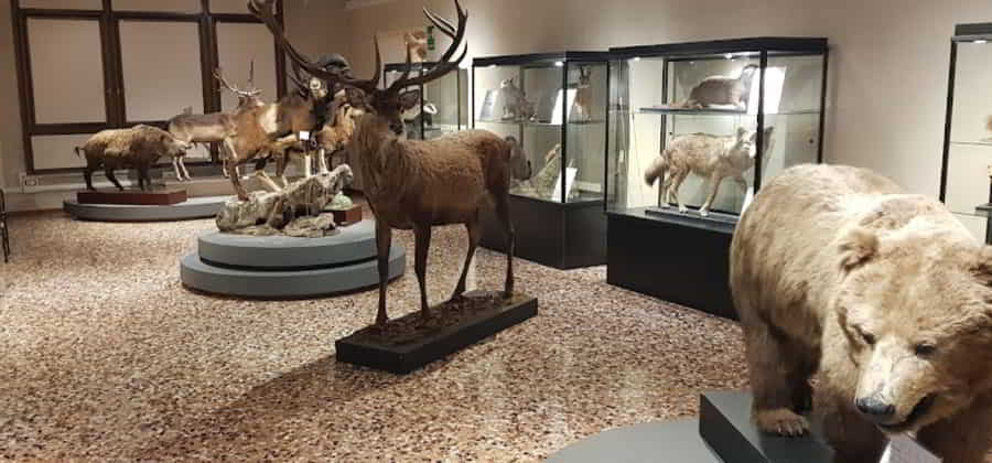 Museo di Storia Naturale "Silvia Zenari"