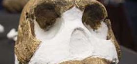 Museo di Paleontologia "F. C. Marmocchi"