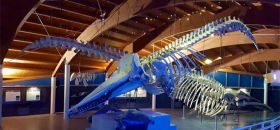 Museo di Storia Naturale del Mediterraneo