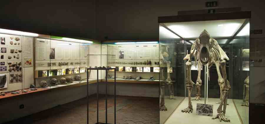 Museo Fiorentino di Preistoria "Paolo Graziosi"