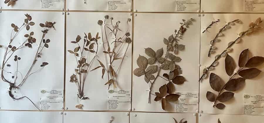 Museo delle Erbe "In Herbis Salus"