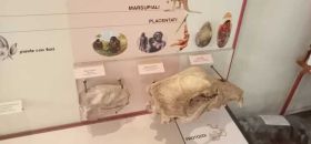 Museo Civico di Vignola “Augusta Roffi”